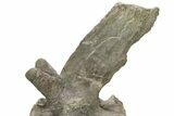 Sauropod (Camarasaurus) Caudal Vertebra - Absolutely Massive #209202-12